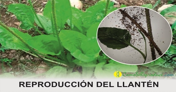 Reproducción del llanten