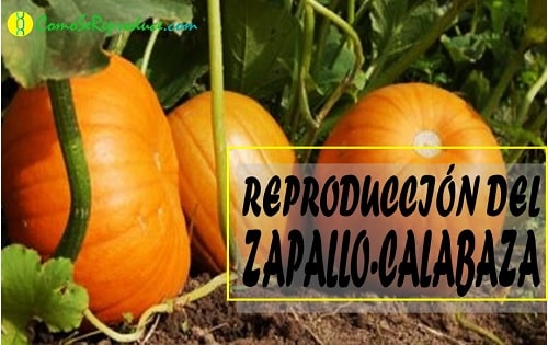 reproduccion de la calabaza