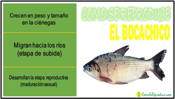 etapa reproductiva del bocachico
