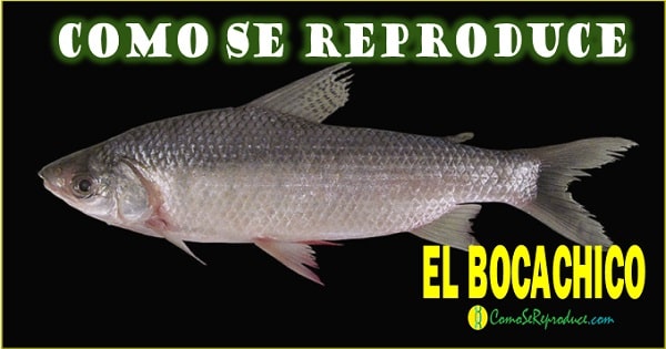 Caracteristicas generales del bocachico