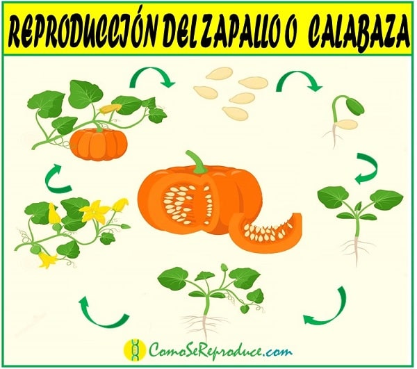 reproduccion de las calabazas