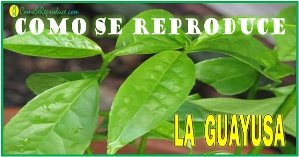 Procesamiento de la guayusa para su reproduccion