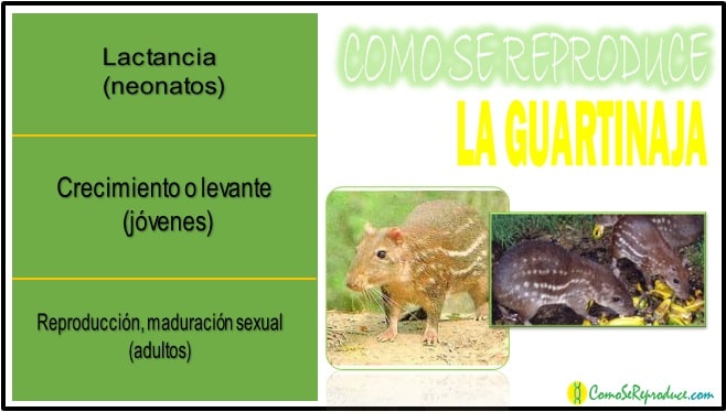 Ciclo de vida de la guartinaja