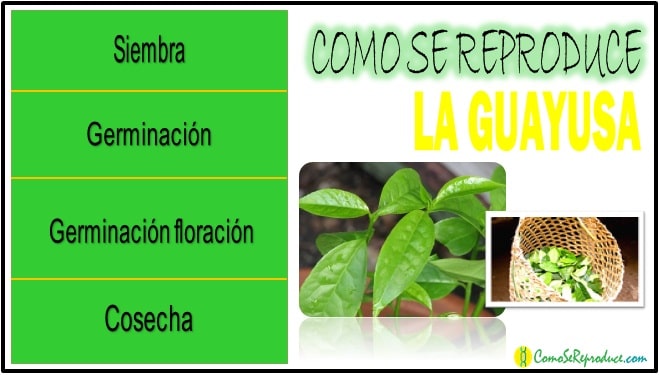 Ciclo de reproduccion de la Guayusa