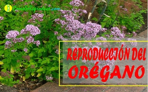 oregano reproduccion