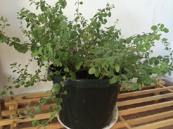 como cultivar oregano