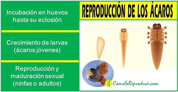 ciclo de vida de los acaros