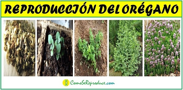 como se reproduce el oregano