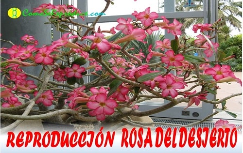 reproduccion de la rosa del desierto