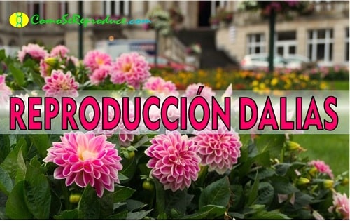 reproduccion de las dalias