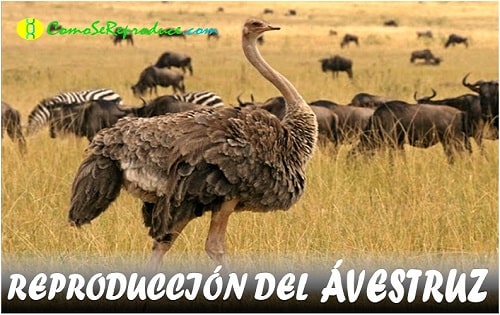 reproduccion del avestruz