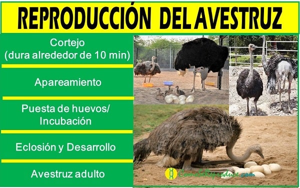 como se reproduce el avestruz