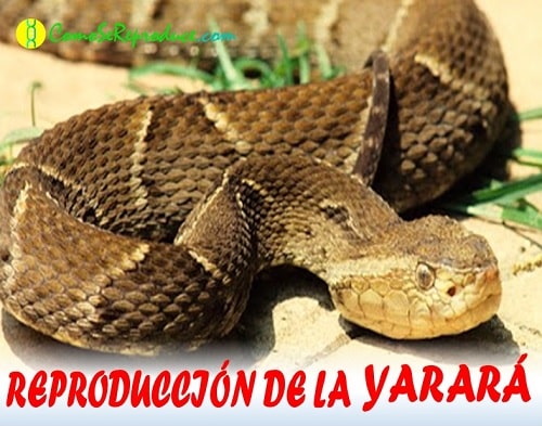 reproduccion de la yarara