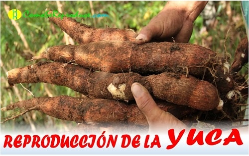 como se siembra la yuca