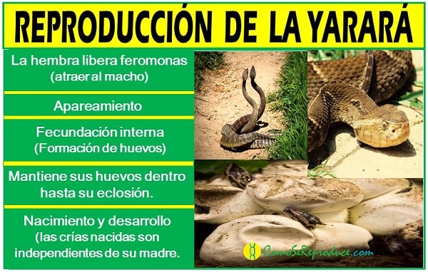 como se reproduce la yarara