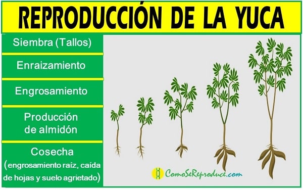 ciclo de vida de la yuca