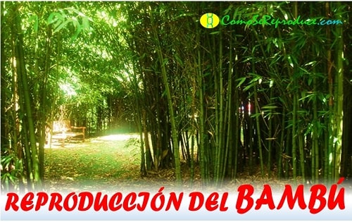 reproduccion del bambu