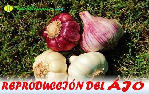como se siembra el ajo