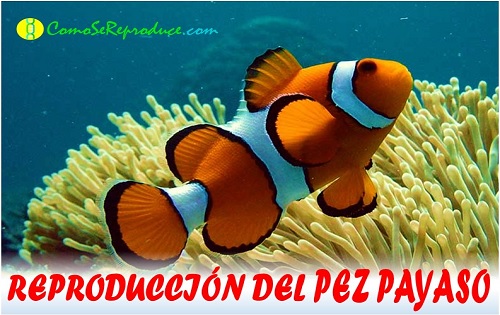 reproduccion del pez payaso