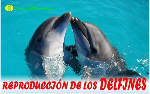 repdouccion del delfin