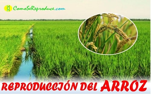 reproduccion del aguacate