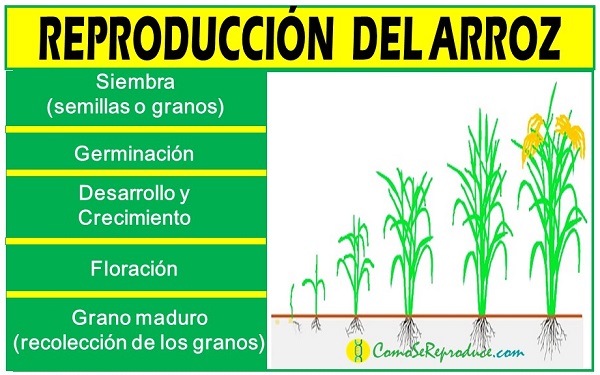 ciclo reproductivo del arroz