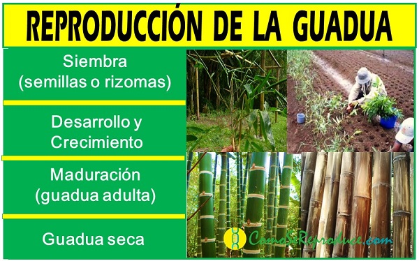 ciclo reproductivo de la guadua