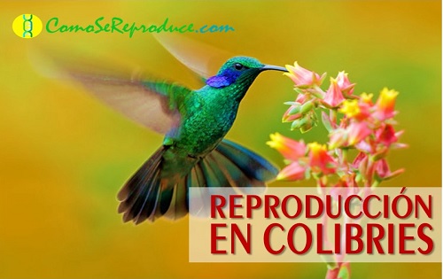 Reproduccion de los colibries